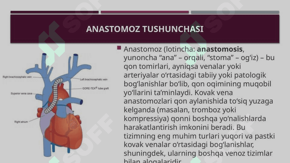 Kovak vena anastomozlari 4
