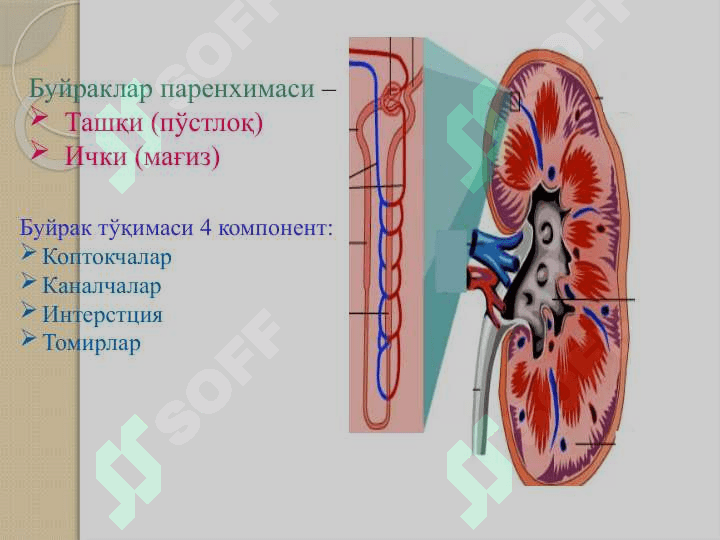 O’tkir buyrak yetishmovchiligi 7