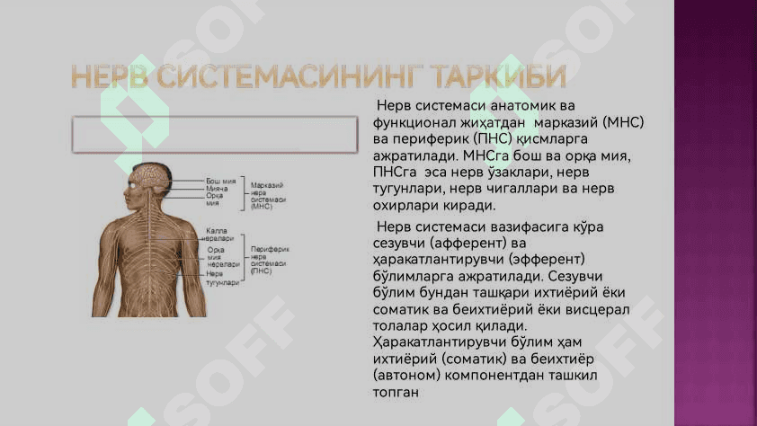 Нерв системаси 3