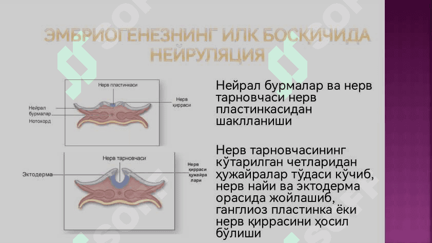 Нерв системаси 4