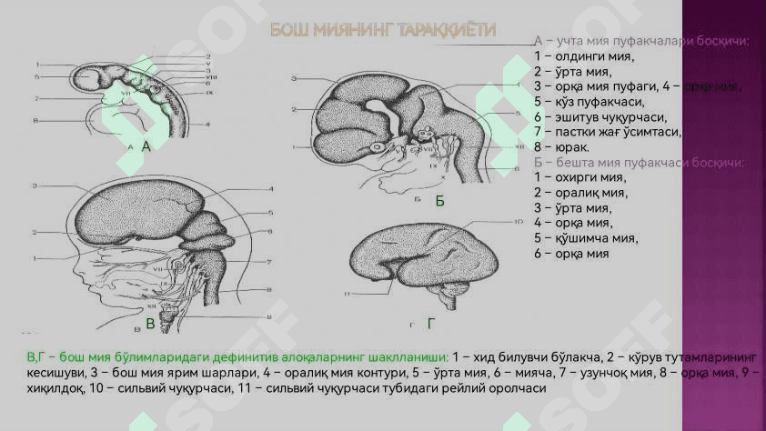 Нерв системаси 5