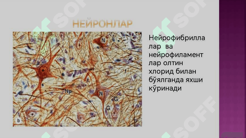 Нерв системаси 7