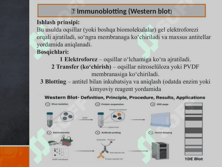 IFA,immunoblot,PZR,radioimmun reaksiyalarining yuqumli kasalliklar tashxisida qoʻllanishi, qoʻyish texnikasi 5