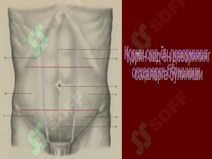 ҚОРИН ОЛД-ЁН ДЕВОРИНИНГ КЛИНИК АНАТОМИЯСИ. ҚОРИН ТАШҚИ ЧУРРАЛАРИ ВА УЛАРДАГИ ОПЕРАЦИЯЛАР 7