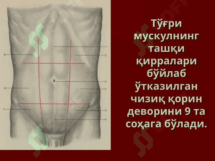 ҚОРИН ОЛД-ЁН ДЕВОРИНИНГ КЛИНИК АНАТОМИЯСИ. ҚОРИН ТАШҚИ ЧУРРАЛАРИ ВА УЛАРДАГИ ОПЕРАЦИЯЛАР 8
