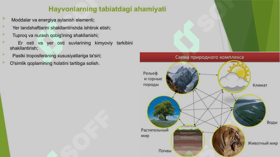 ҲАЙВОНОТ ДУНЁСИНИ МУҲОФАЗА ҚИЛИШ 3