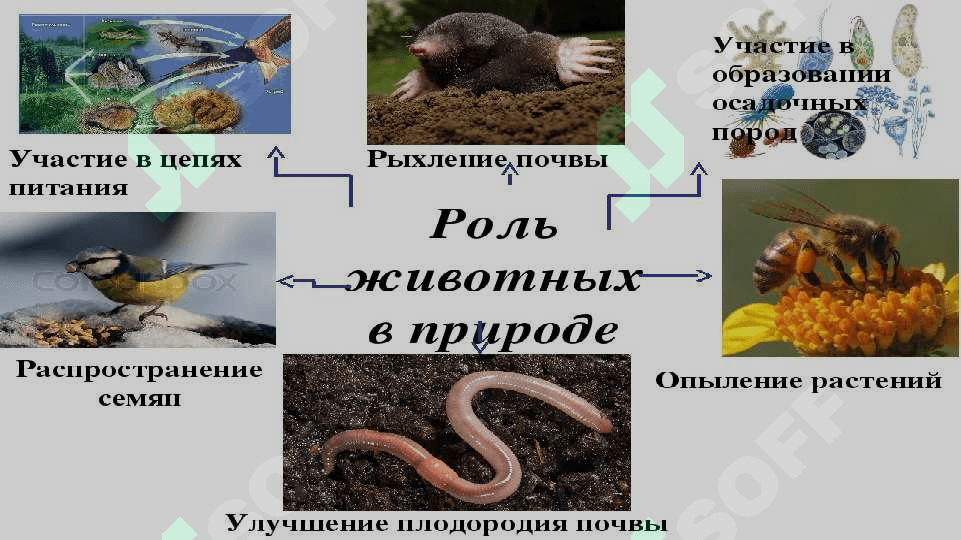 ҲАЙВОНОТ ДУНЁСИНИ МУҲОФАЗА ҚИЛИШ 4