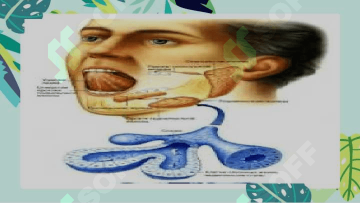 Ishchi almashinuvi Ozuqaning sfetsfik dinamik ta'sirini namoyon boʻlishida ogʻiz boʻshligʻi retseptlarining roli 6