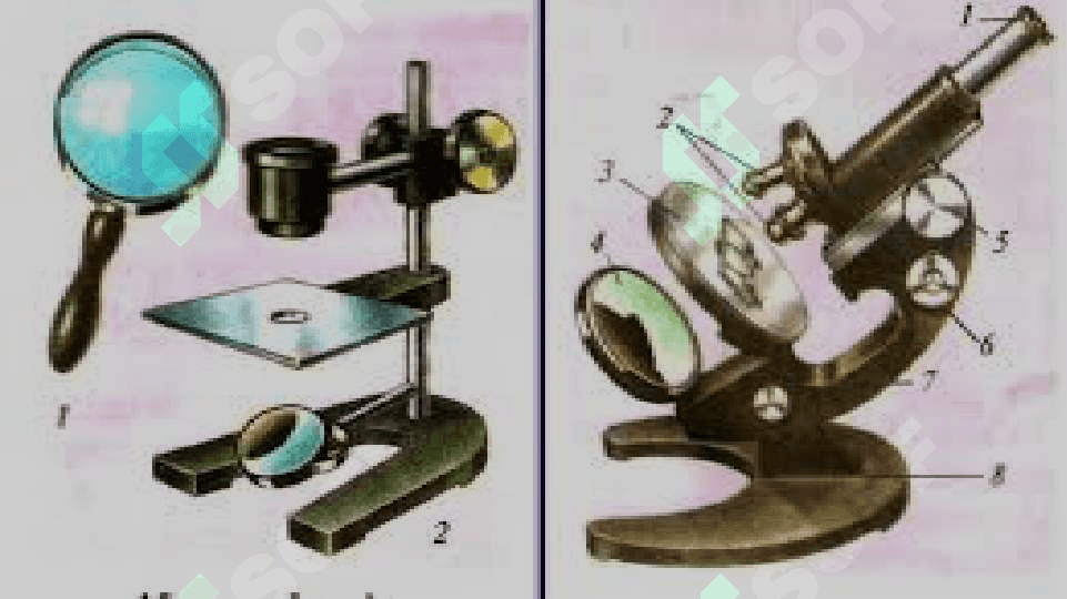 Umumiy biologiyani o'qitishda amaliy mashg'ulotlarini o'tkazish metodikasi. 6
