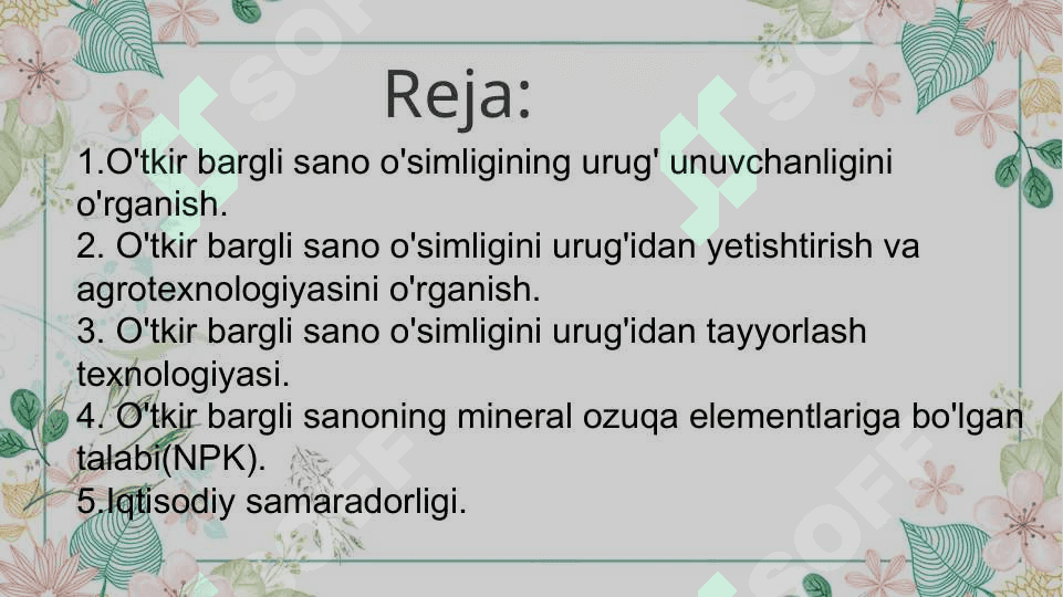 O'tkir bargli sano urug'chiligi va ko'chatchiligi tahlili 2