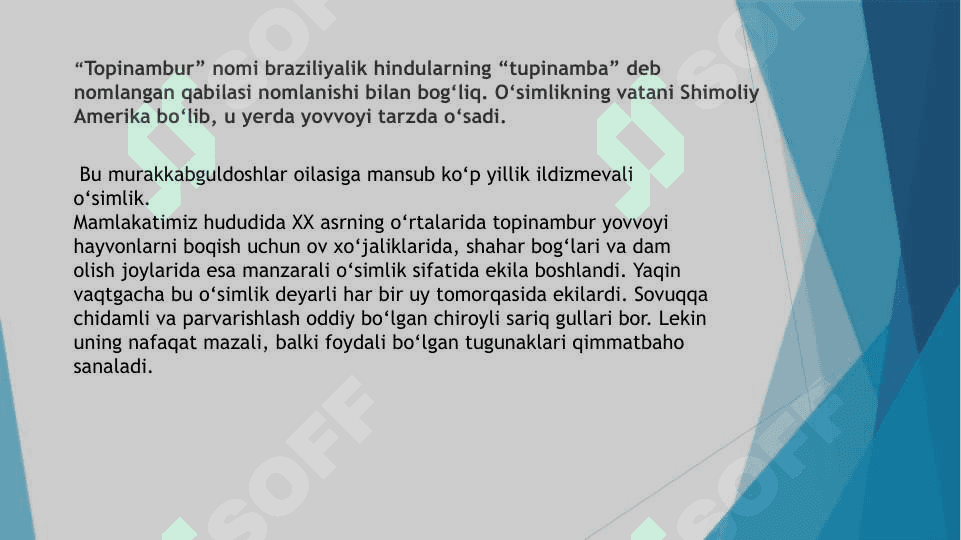 Topinambur  o’simligini urug’chiligi va ko’chatchiligi tahlili 2