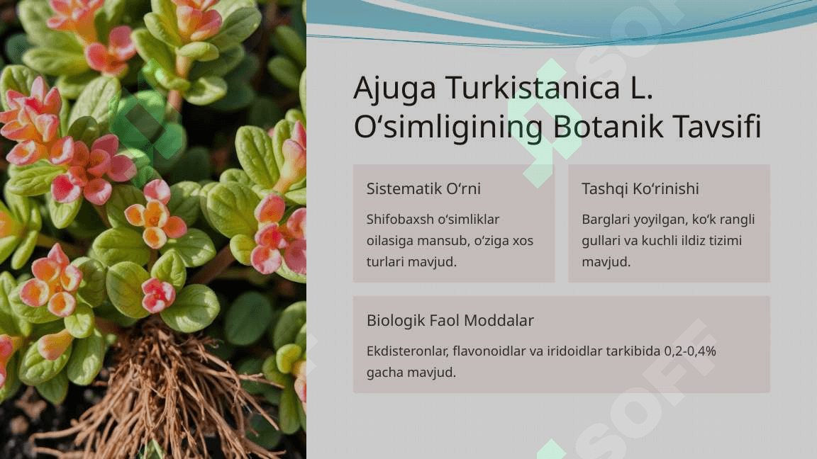 Ajuga Turkistanica L: Urugʻchiligi va Koʻchatchilik Tahlili 2