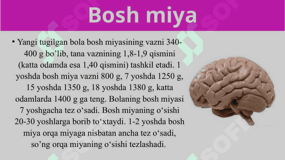 Bosh miyaning umumiy tuzilishi va yosh xususiyatlar 2