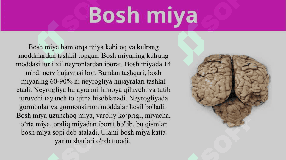 Bosh miyaning umumiy tuzilishi va yosh xususiyatlar 3
