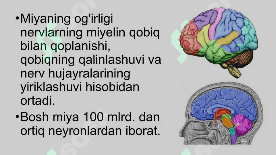 Bosh miyaning umumiy tuzilishi va yosh xususiyatlar 4