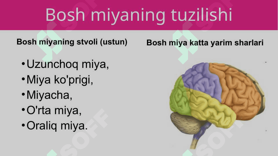 Bosh miyaning umumiy tuzilishi va yosh xususiyatlar 5