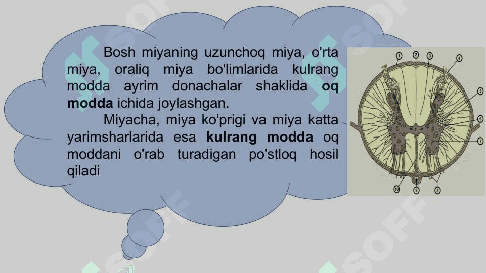 Bosh miyaning umumiy tuzilishi va yosh xususiyatlar 6