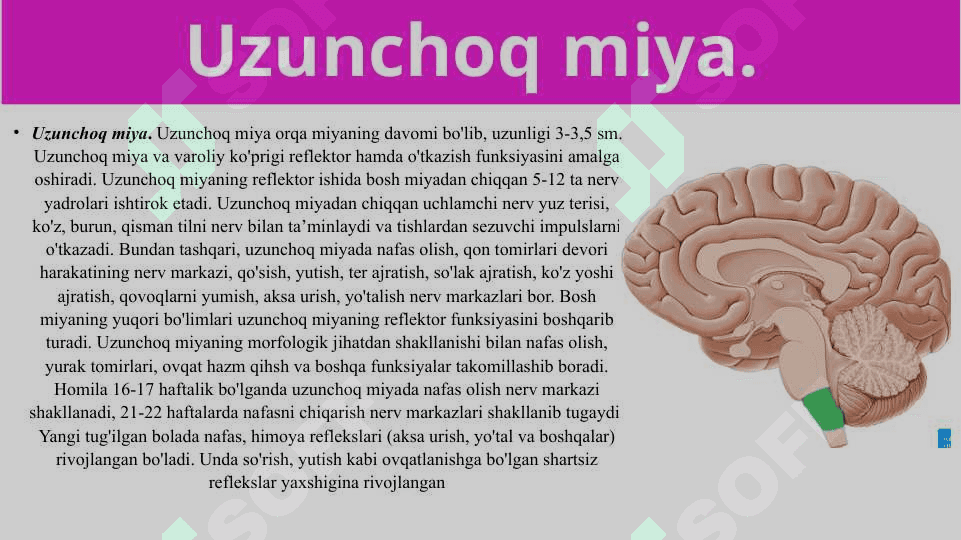 Bosh miyaning umumiy tuzilishi va yosh xususiyatlar 8