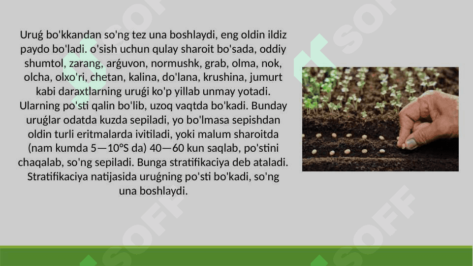 O‘simlik urug‘ining unishiga tashqi muhit ta’sirini o’rganish 4