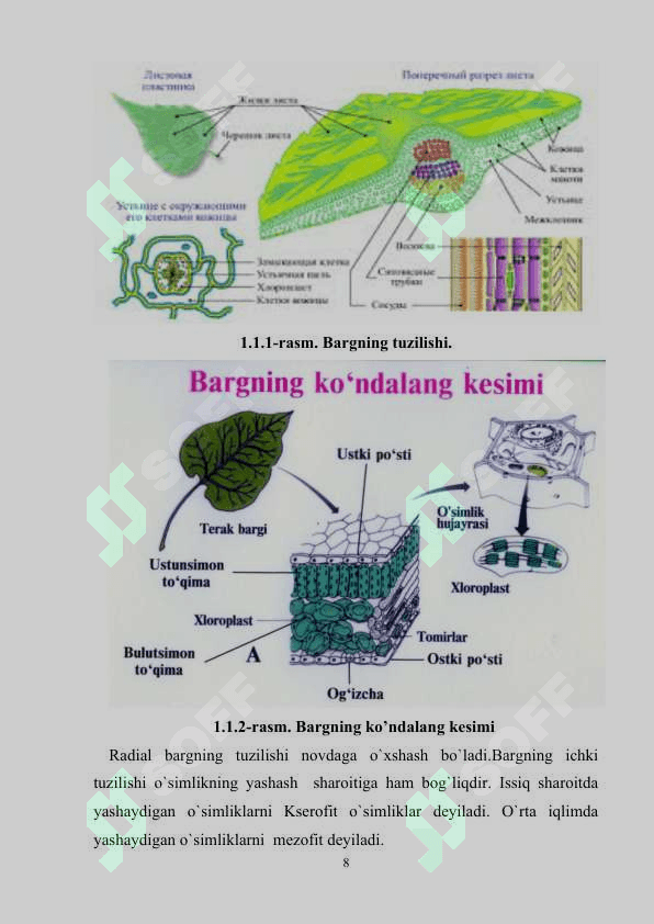 Barg ogʻizchalari, ularning tuzilishi va ishlash mexanizmi 8