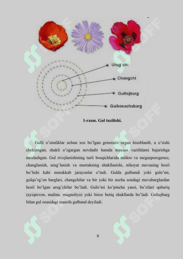 GULLI O’SIMLIKLARNING KELIB CHIQISHI 6