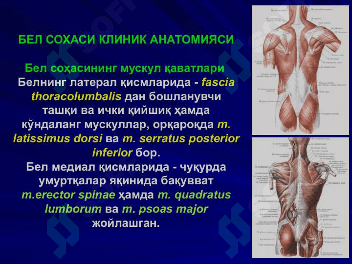 Бел соҳаси ва қоринпарда орти бўшлиғи клиник анатомияси. 4