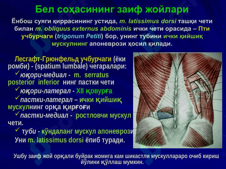 Бел соҳаси ва қоринпарда орти бўшлиғи клиник анатомияси. 5