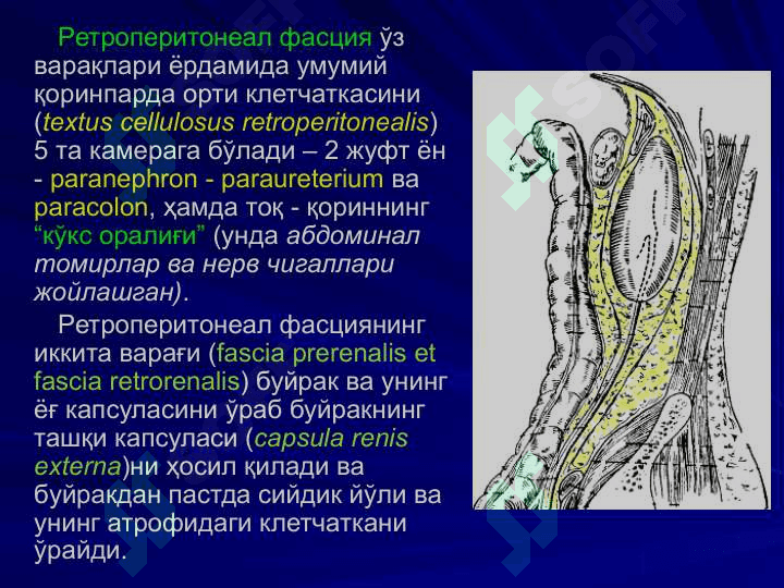 Бел соҳаси ва қоринпарда орти бўшлиғи клиник анатомияси. 6