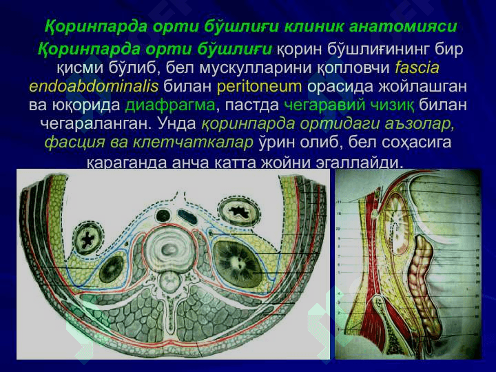 Бел соҳаси ва қоринпарда орти бўшлиғи клиник анатомияси. 7