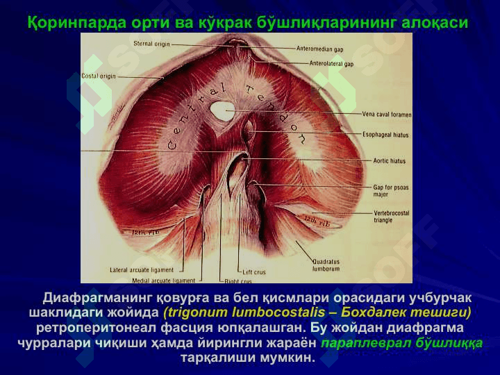 Бел соҳаси ва қоринпарда орти бўшлиғи клиник анатомияси. 8