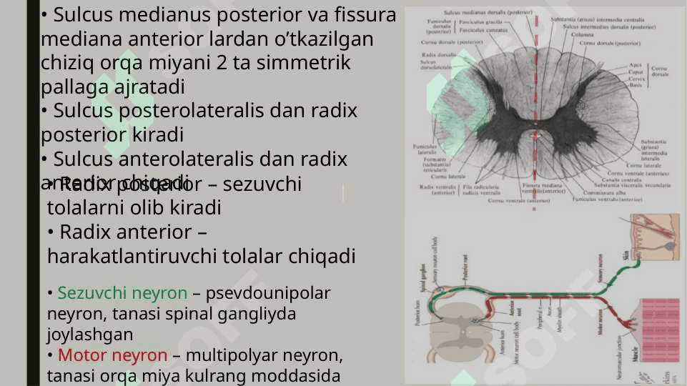Markaziy nerv sistemasi. Orqa miya va uning pardalari 6
