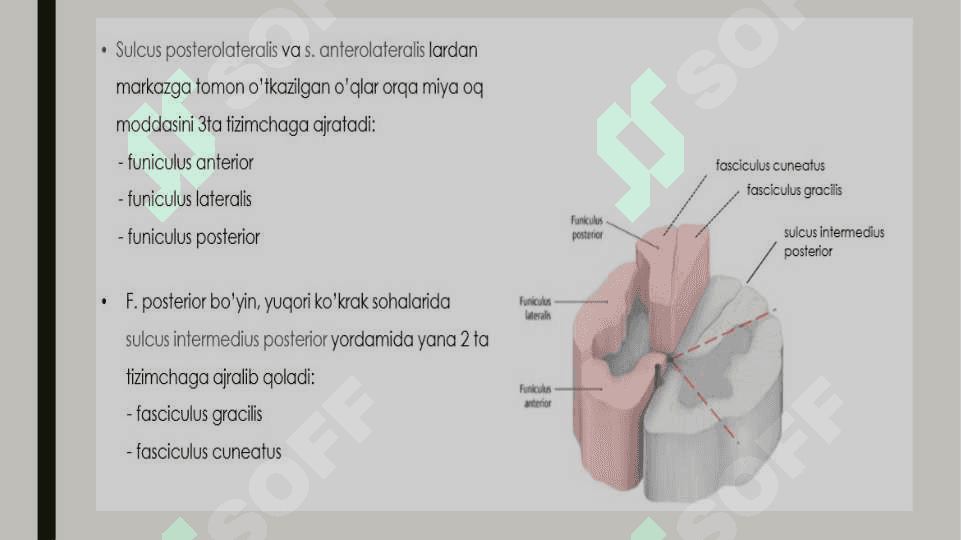 Markaziy nerv sistemasi. Orqa miya va uning pardalari 7