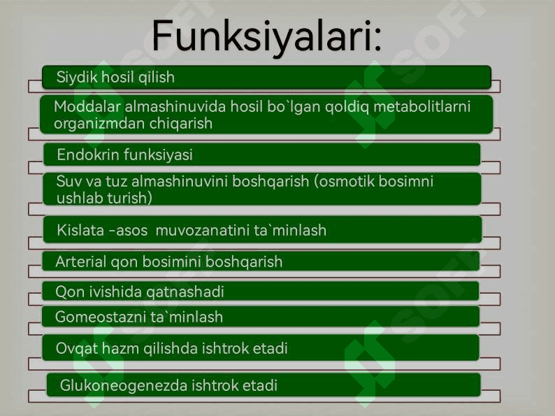 Buyraklar, siydik nayi, siydik pufagi, siydik chiqaruv kanali 3