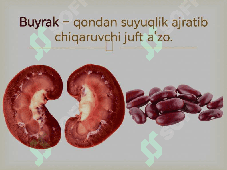 Buyraklar, siydik nayi, siydik pufagi, siydik chiqaruv kanali 4