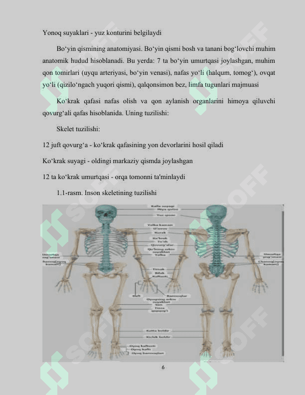 Odam tana qismlari tuzilishi  va funktsiyalari 6