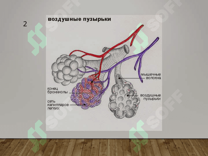 БРОНХИАЛ АСТМА 2