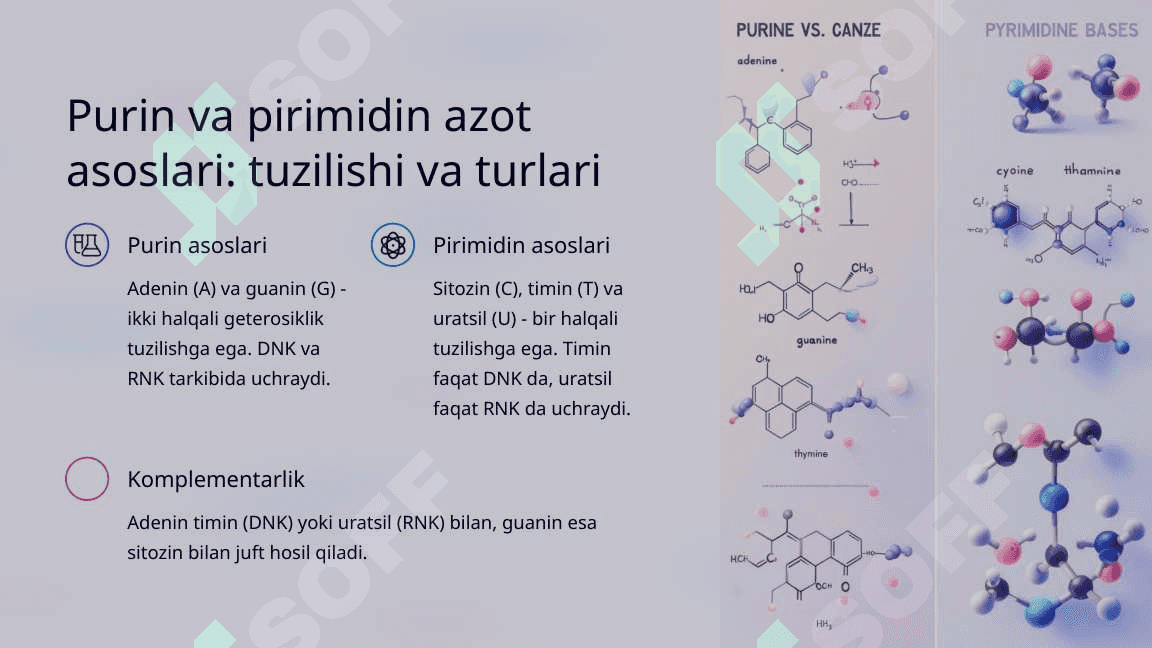 Nukleozidlar va nukleotidlar. Hayotning asosiy tuzilish bloklari 3