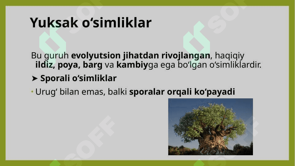 O’simliklarning asosiy bolimlari va hayotiy shakllari 6