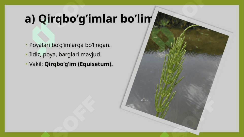O’simliklarning asosiy bolimlari va hayotiy shakllari 8