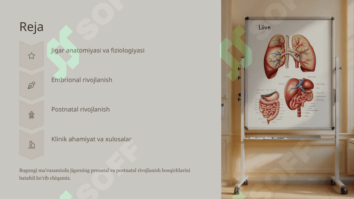 Jigarning prenatal va postnatal rivojlanishi 2