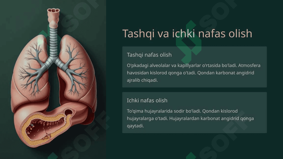 Nafas olish jarayoni. Nafas a’zolarining rentgenanatomiyasi va rivojlanish nuqsonlari 4