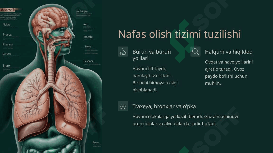 Nafas olish jarayoni. Nafas a’zolarining rentgenanatomiyasi va rivojlanish nuqsonlari 5