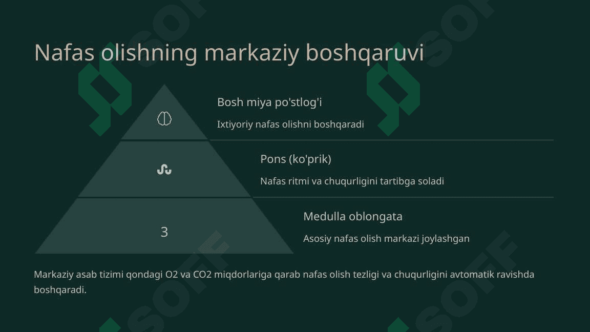 Nafas olish jarayoni. Nafas a’zolarining rentgenanatomiyasi va rivojlanish nuqsonlari 7
