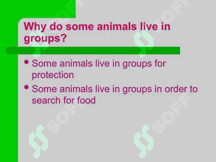 Animal Groups 2