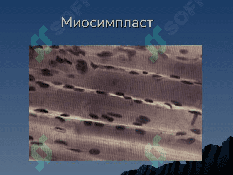 ЦИТОЛОГИЯ 6