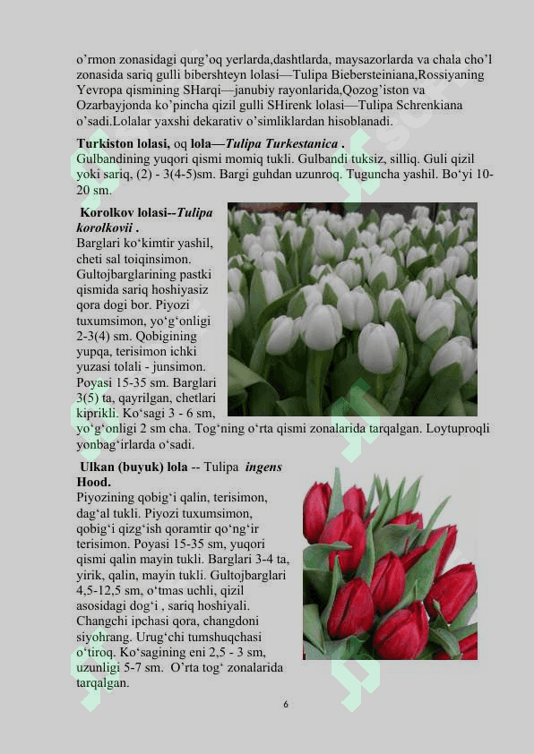 Loladoshlar oilasi 6