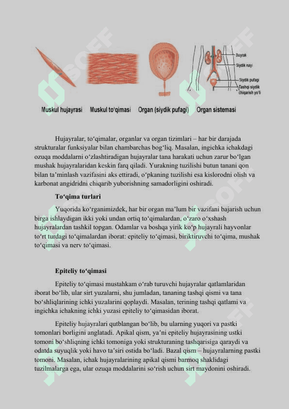 To'qima xillari va ularning vazifalari 4