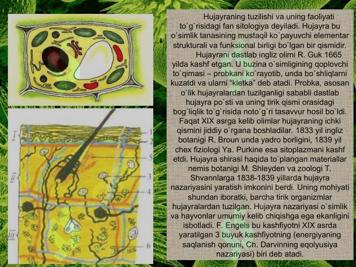 O’simlik hujayrasi, organoidlarning tuzilishi, bajaradigan vazifalari va hujayrada kechadigan jarayonlar. 3