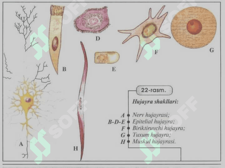 O’simlik hujayrasi, organoidlarning tuzilishi, bajaradigan vazifalari va hujayrada kechadigan jarayonlar. 4