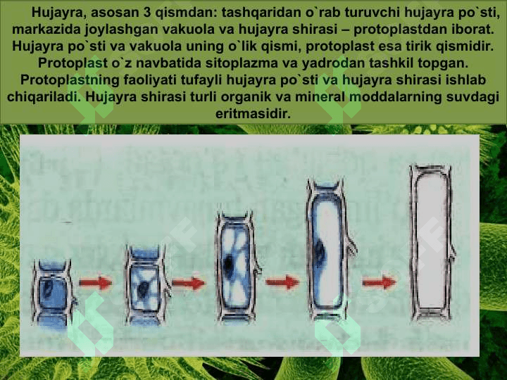 O’simlik hujayrasi, organoidlarning tuzilishi, bajaradigan vazifalari va hujayrada kechadigan jarayonlar. 7